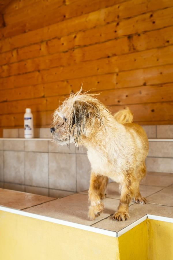 Hotel, Restaurant, Cafe Pharisaeerhof - Nordseeurlaub Mit Hund Nordstrand Exterior foto